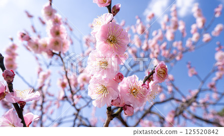 Plum blossom (white plum) Plum blossom (white plum) 125520842