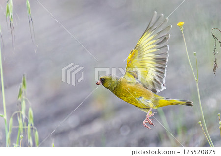 A greenfinch jumping out from the riverbank 125520875