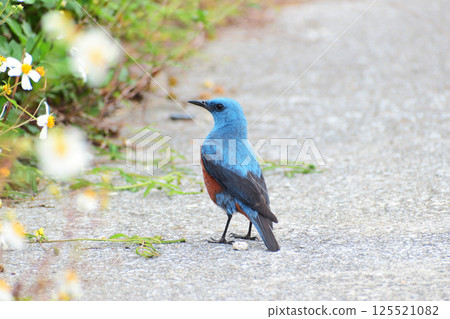 Rock Thrush searching for food / Tomigusuku City, Okinawa Prefecture 125521082