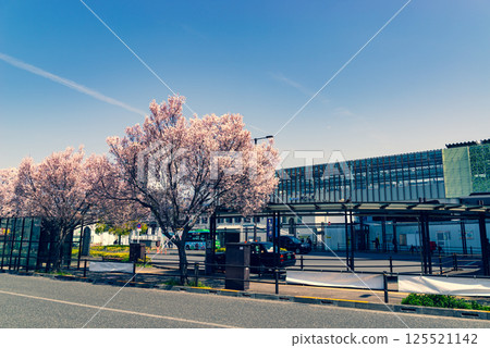 Cherry blossoms in bloom in front of the west exit of Higashimurayama Station. Elevated track construction in progress. 2025.04 b-3 Emphasis on warm and cool colors 125521142