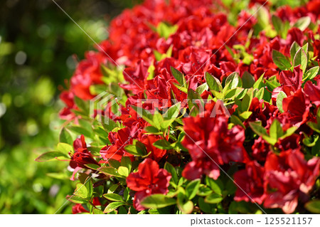 霧島杜鵑花(霧島杜鵑花) 125521157