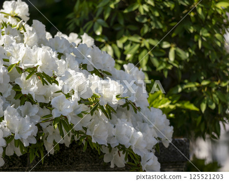 Pure white azalea blooming in the garden 125521203