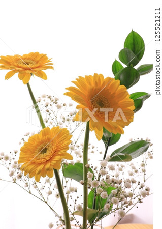 三株非洲菊 125521211