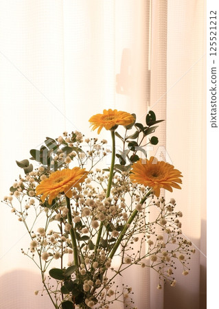 三株非洲菊 三株非洲菊 125521212