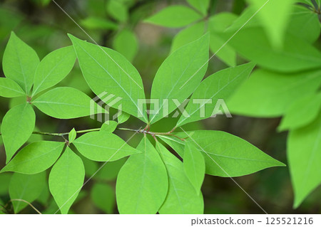 Young leaves of Kuro-moji (black letters) Young leaves of Kuro-moji (black letters) 125521216