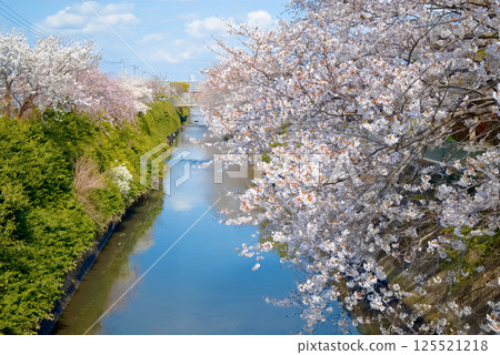 市川市媽媽河的櫻花 125521218