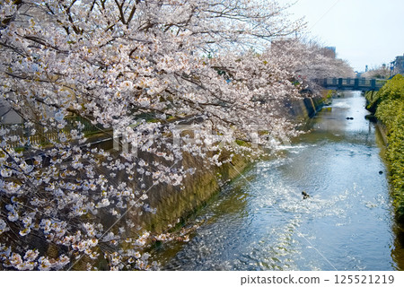 市川市媽媽河的櫻花 市川市媽媽河的櫻花 125521219