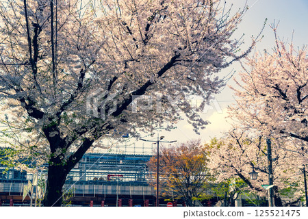 Cherry blossoms blooming in front of the east exit of Higashimurayama Station during the elevated track construction 2025.04 a-3 Emphasis on warm and cool colors 125521475