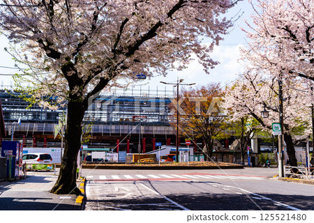 Cherry blossoms blooming in front of the east exit of Higashimurayama Station during the elevated track construction 2025.04 b-2 High saturation contrast Cherry blossoms blooming in front of the east exit of Higashimurayama Station during the elevated track construction 2025.04 b-2 High saturation contrast 125521480