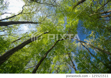 仰望新綠森林的風景 125521511
