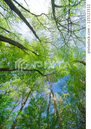 仰望新綠森林的風景 125521512