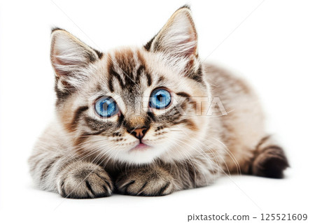 Relaxed cat lying down calmly on a isolated white background and looking directly at the with a tranquil content expression. 125521609