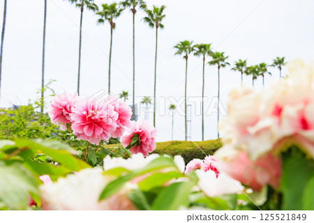 Nagai Botanical Gardens: Peony garden in full bloom 125521849