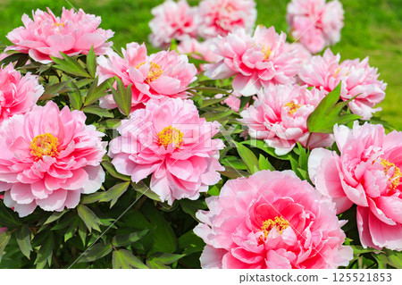 Nagai Botanical Gardens: Peony garden in full bloom 125521853
