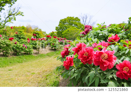 Nagai Botanical Gardens: Peony garden in full bloom 125521860