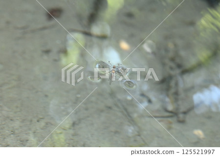 Male and female water striders 125521997