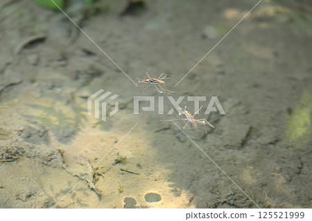 Male and female water striders 125521999