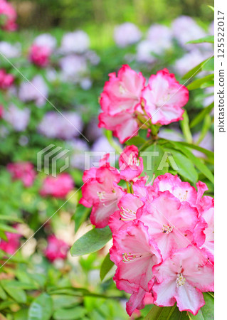 長居植物園：新綠盎然，杜鵑花盛開 125522017