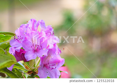 Nagai Botanical Gardens: Fresh greenery and rhododendrons in full bloom 125522018