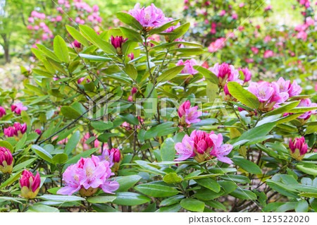 Nagai Botanical Gardens: Fresh greenery and rhododendrons in full bloom 125522020