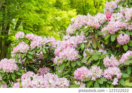 長居植物園：新綠盎然，杜鵑花盛開 125522022