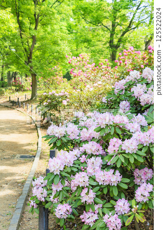 長居植物園：新綠盎然，杜鵑花盛開 125522024