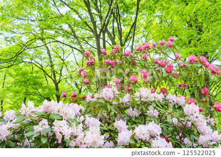長居植物園：新綠盎然，杜鵑花盛開 125522025