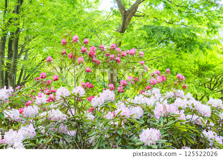 Nagai Botanical Gardens: Fresh greenery and rhododendrons in full bloom 125522026