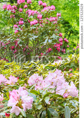 長居植物園：新綠盎然，杜鵑花盛開 125522029