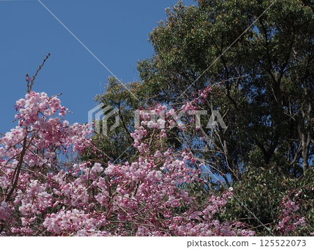 Yaezakura that shines in the blue sky 125522073