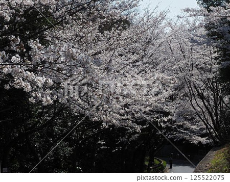 Cherry blossoms blooming on the promenade 125522075