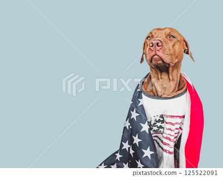 Lovable, pretty dog and American Flag. Closeup, indoors Lovable, pretty dog and American Flag. Closeup, indoors 125522091