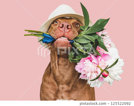 Lovable, pretty brown puppy and bright flowers Lovable, pretty brown puppy and bright flowers 125522092