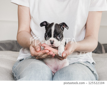 Lovable, pretty puppy and female hands. Close-up Lovable, pretty puppy and female hands. Close-up 125522104