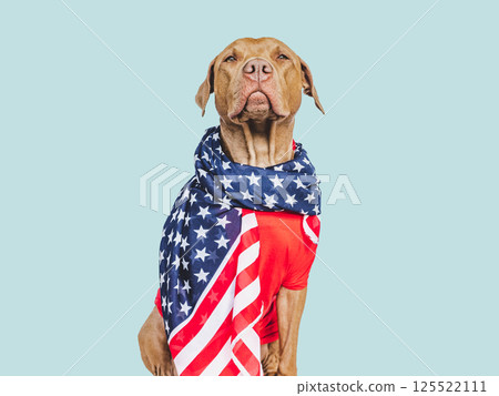 Charming, lovable brown puppy and American Flag Charming, lovable brown puppy and American Flag 125522111