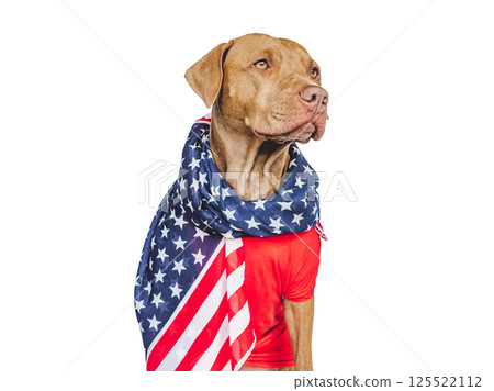 Charming, lovable brown puppy and American Flag Charming, lovable brown puppy and American Flag 125522112