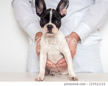 Cute puppy and doctor. Close-up, isolated background Cute puppy and doctor. Close-up, isolated background 125522123