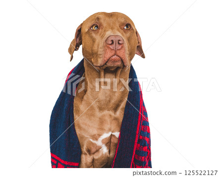 Cute brown dog and blue towel. Grooming dog Cute brown dog and blue towel. Grooming dog 125522127