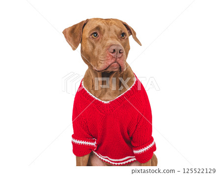 Cute brown dog and red knitted sweater Cute brown dog and red knitted sweater 125522129