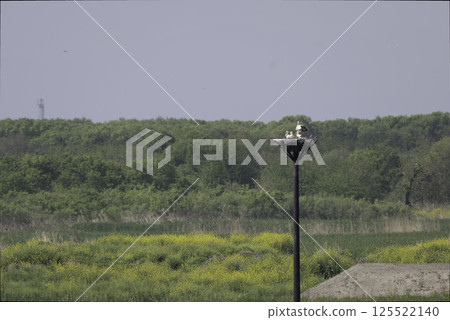 Stork and baby on an artificial nest tower Stork and baby on an artificial nest tower 125522140