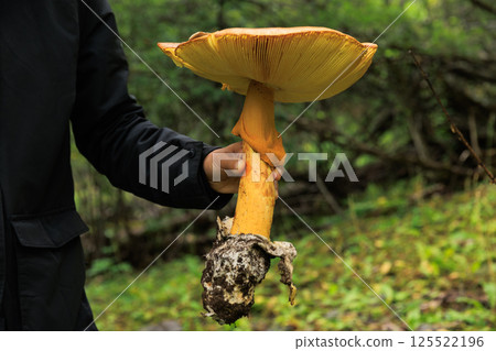 People hold amanita caesarea, orange mushroom edible in forest of China People hold amanita caesarea, orange mushroom edible in forest of China 125522196