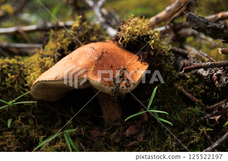 Porcini mushroom edible in forest of China 125522197
