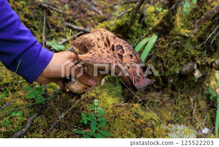 Wild sarcodon imbricatus,edible mushroom in forest of China 125522203