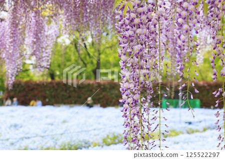 長井植物園:粉蝶花和紫藤盛開 長井植物園:粉蝶花和紫藤盛開 125522297