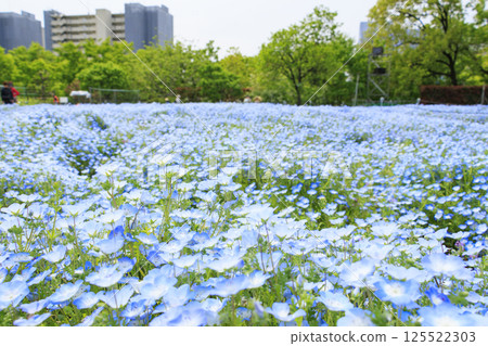長井植物園：粉蝶花和紫藤盛開 125522303