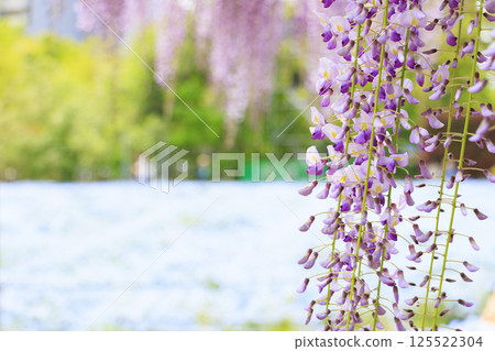 Nagai Botanical Garden: Nemophila and wisteria in full bloom 125522304