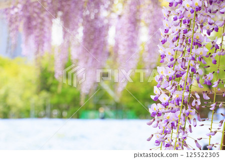 Nagai Botanical Garden: Nemophila and wisteria in full bloom 125522305