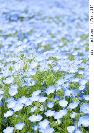Nagai Botanical Garden: Nemophila and wisteria in full bloom 125522314