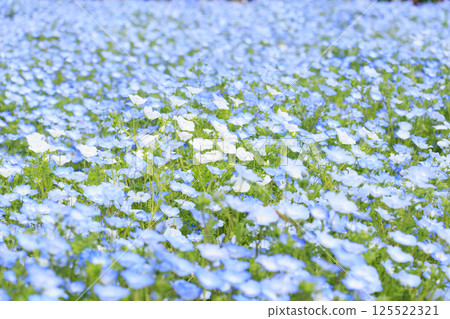 Nagai Botanical Garden: Nemophila and wisteria in full bloom 125522321