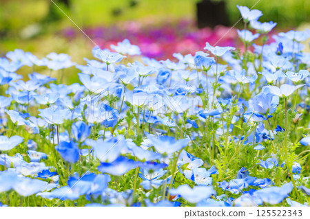 Nagai Botanical Garden: Nemophila and wisteria in full bloom Nagai Botanical Garden: Nemophila and wisteria in full bloom 125522343